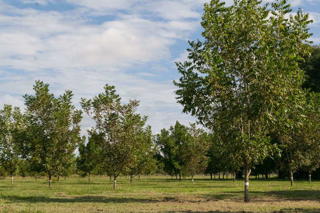 Crecimiento árboles Pecanes