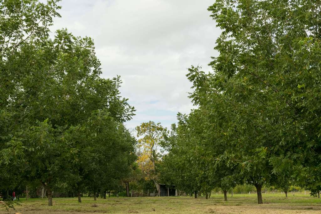 Crecimiento árboles Pecanes