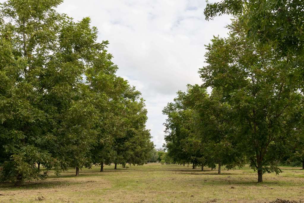 Crecimiento árboles Pecanes