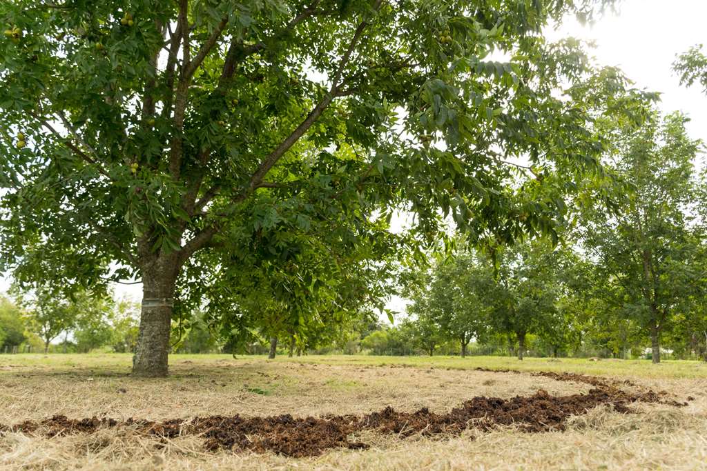 Vista de la plantación con el compost colocado