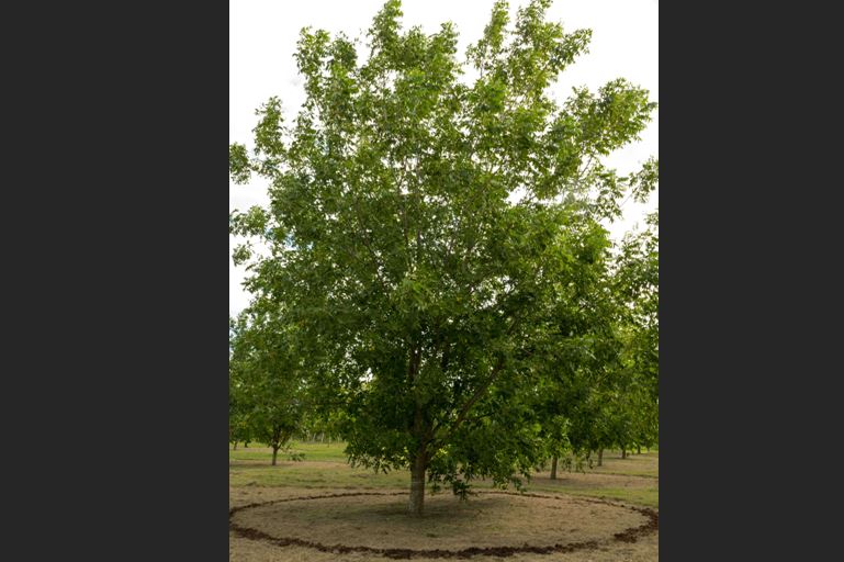 Vista de la plantación con el compost colocado