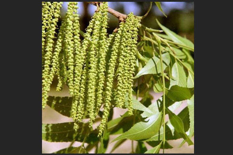 primera salida del fruto de Pecan PC