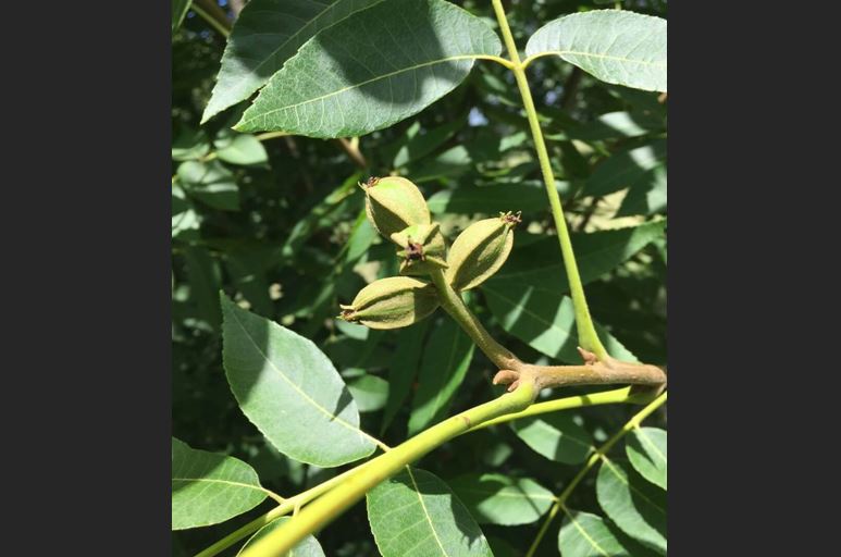 Crecimiento fruto de Pecan PC