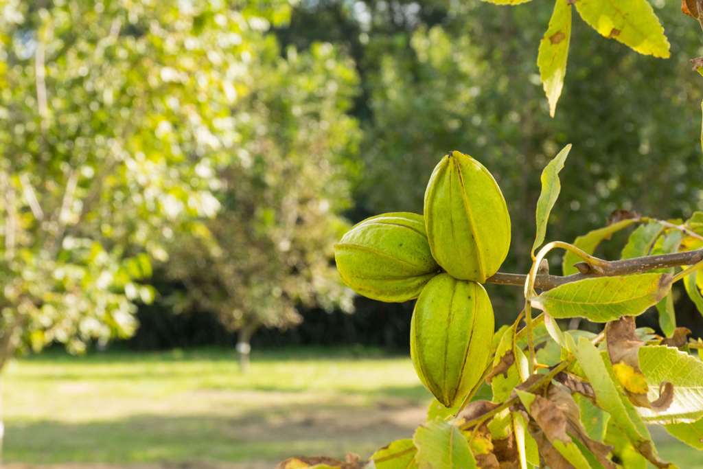 Crecimiento fruto de Pecan PC