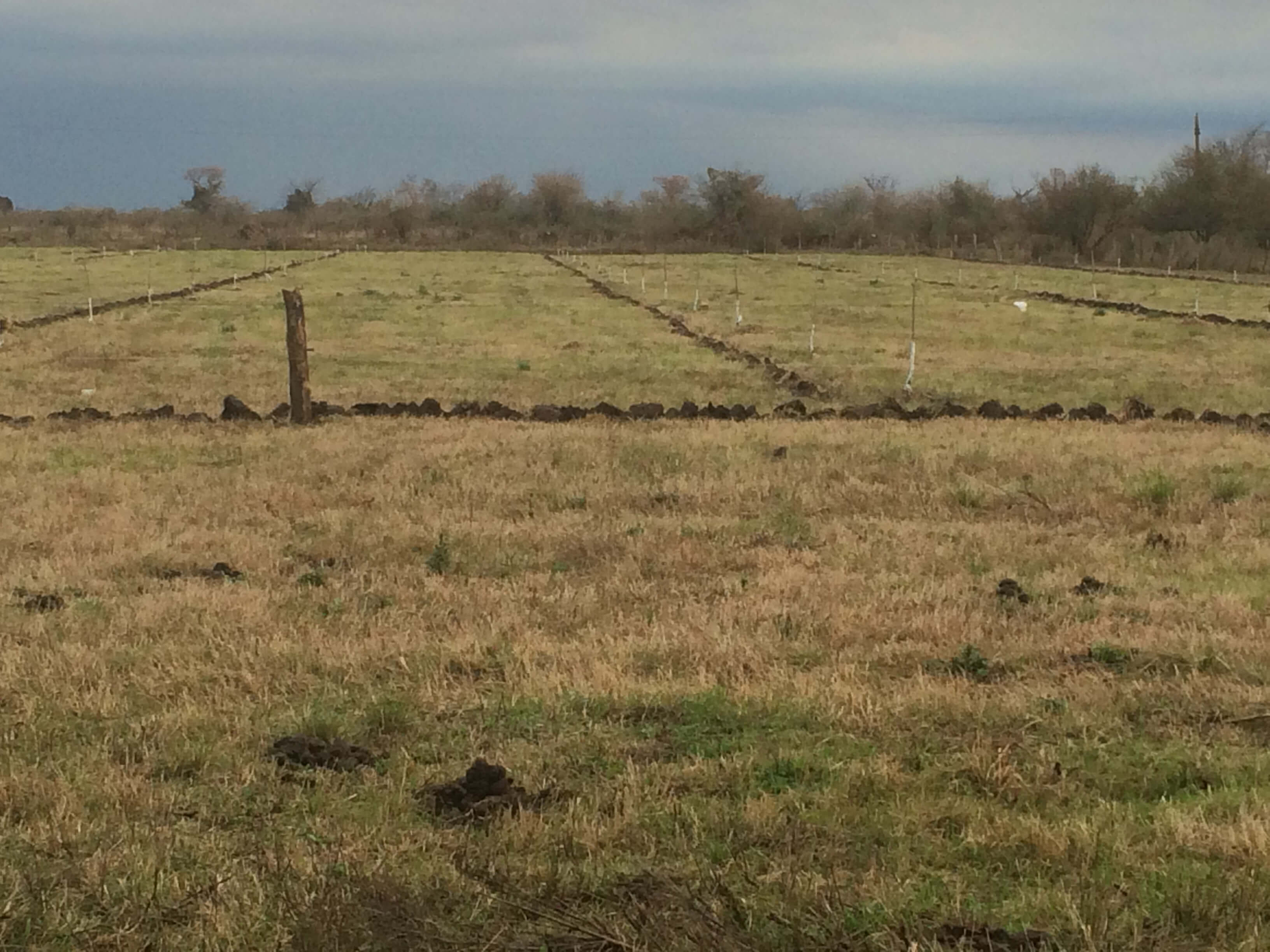 Vista plantación inicial Pecanes PC