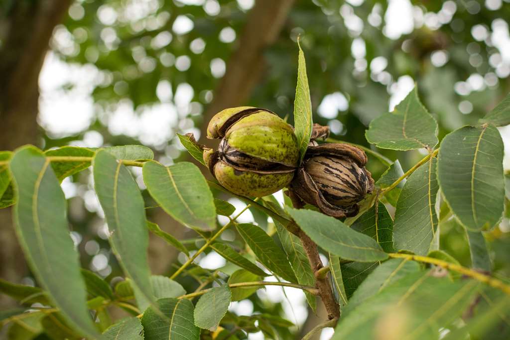 Crecimiento fruto de Pecan PC