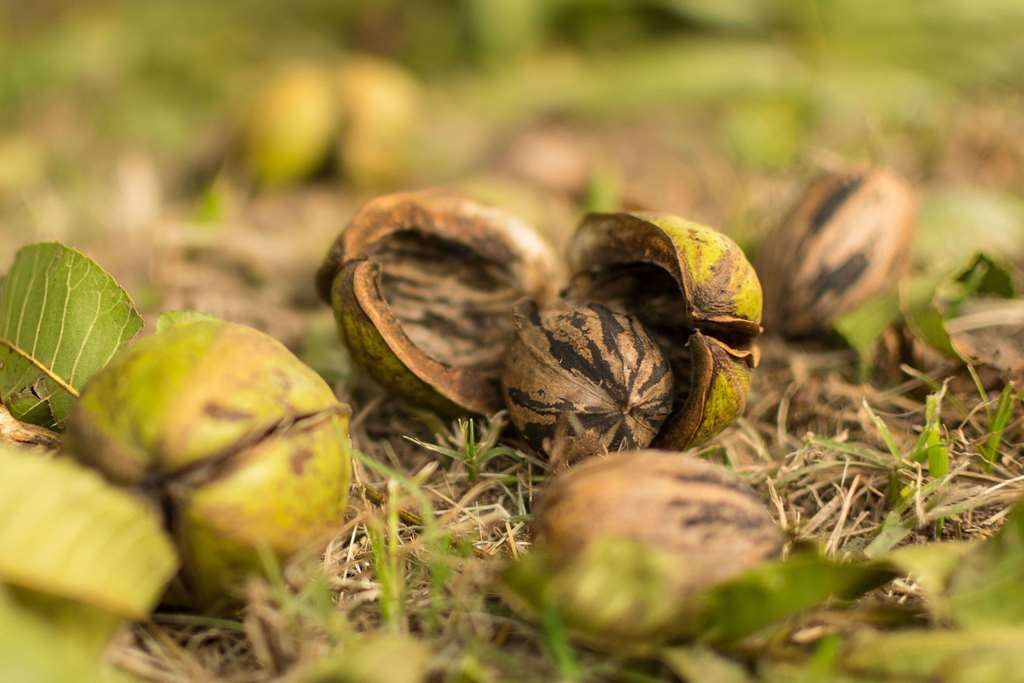 Fruto Pecan ya maduro