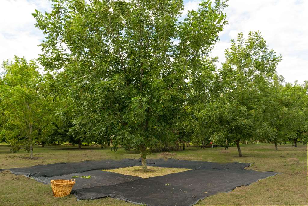 Preparación de manta para cosecha del Pecan