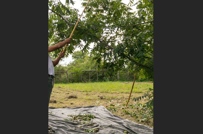 Cosecha del Pecan