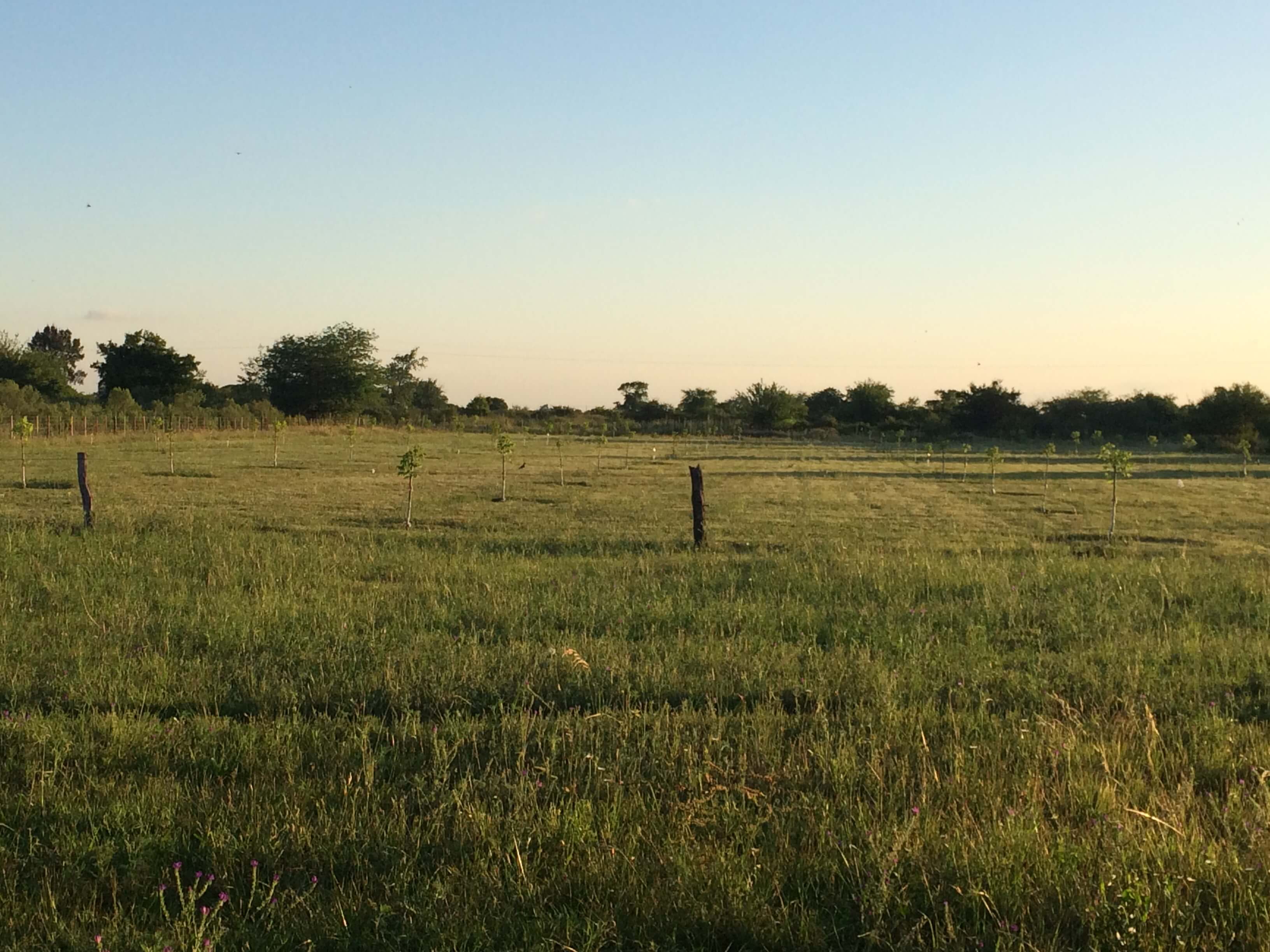 Vista plantación inicial Pecanes PC