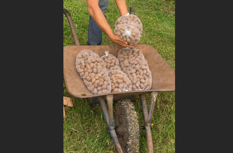 Cosecha y embolsado del Pecan