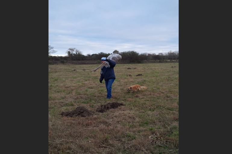 Inicio plantación plantines Pecanes PC