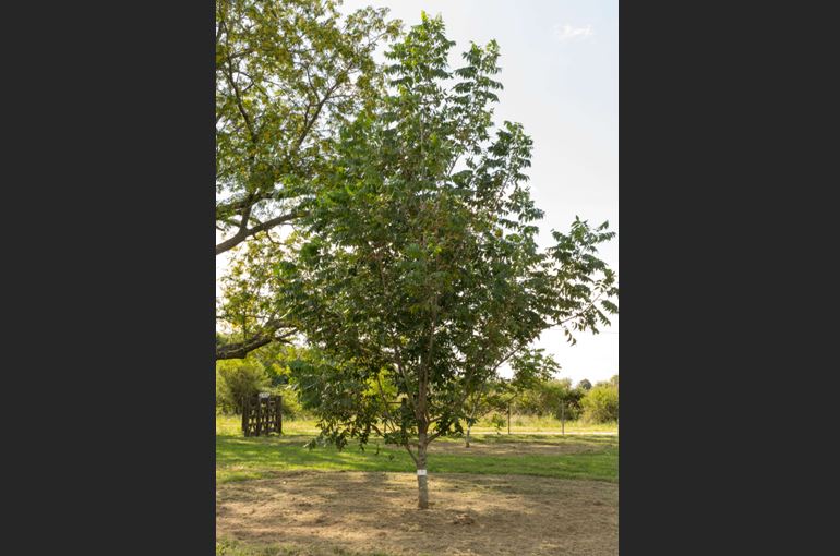 Crecimiento árbol Pecan